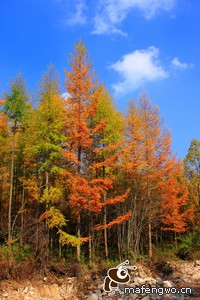 挪威客场大胜日本，晋级形势喜人