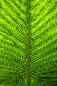 绿城客场击败华夏幸福：冲超之路阻力渐渐减弱